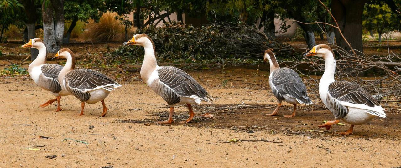 Pushkar Resort Luaran gambar